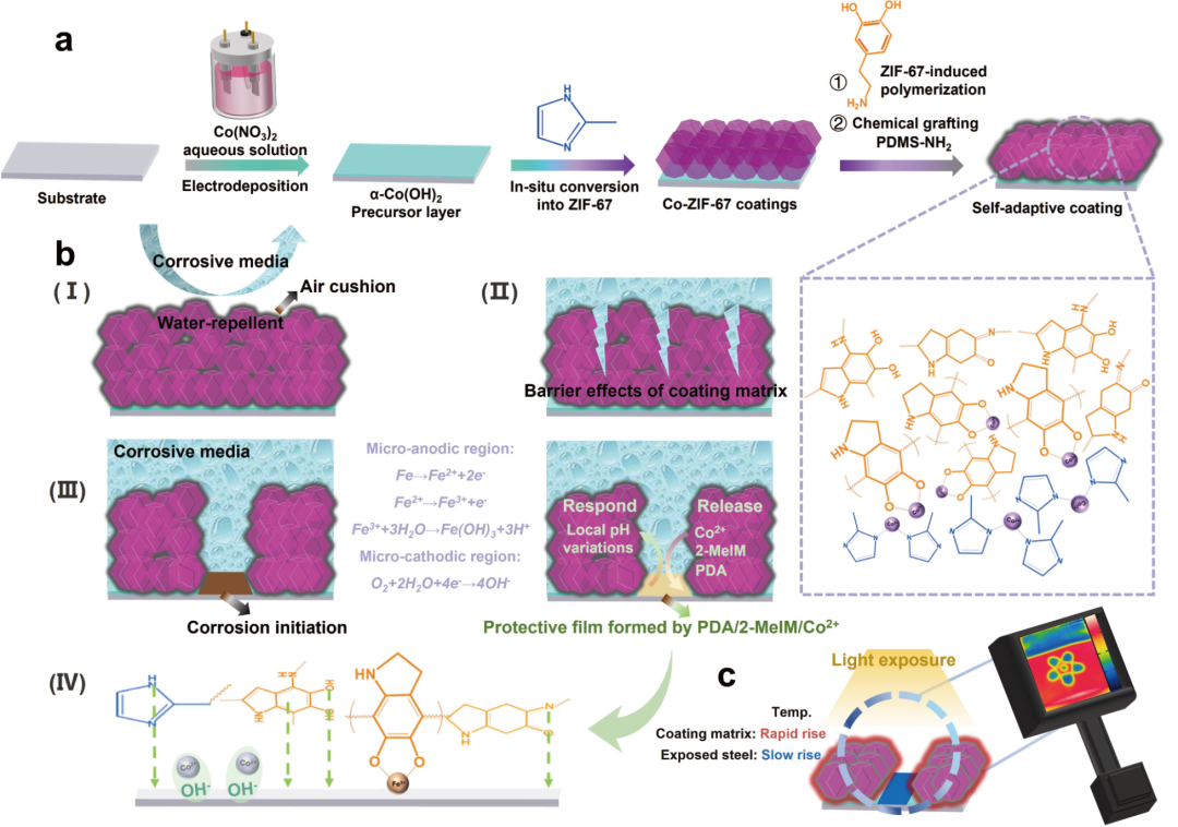 加拿大阿尔伯塔大学曾宏波教授等:贻贝角质层颗粒启发金属有机框架衍生纳米复合涂层用于智能腐蚀控制