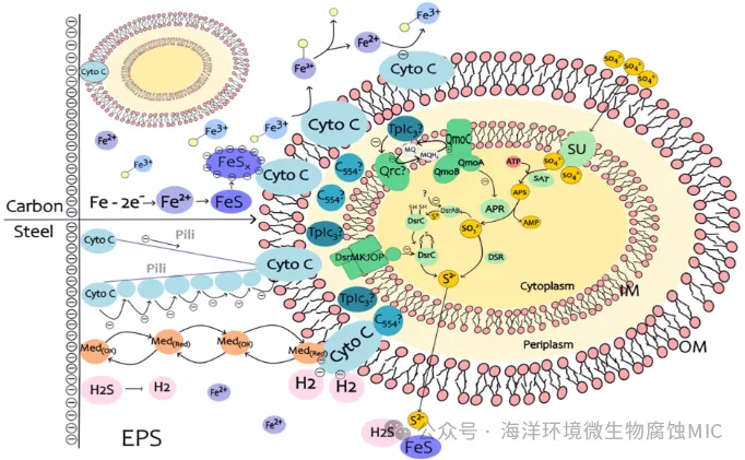 硫酸盐还原菌诱导的碳钢腐蚀：生物膜中的电化学机制与途径