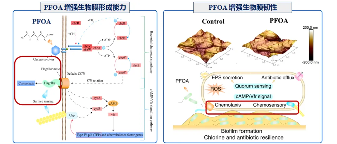 供水管网水质微生物风险识别与控制
